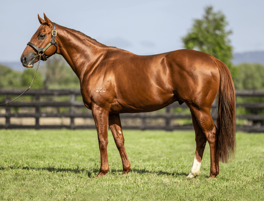 Tiger of Malay — Group 2 winner now standing at Newgate