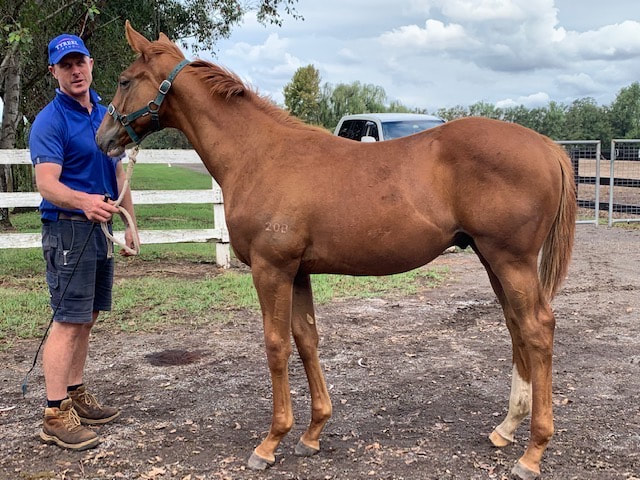 Mare and foal at Yanget Farm