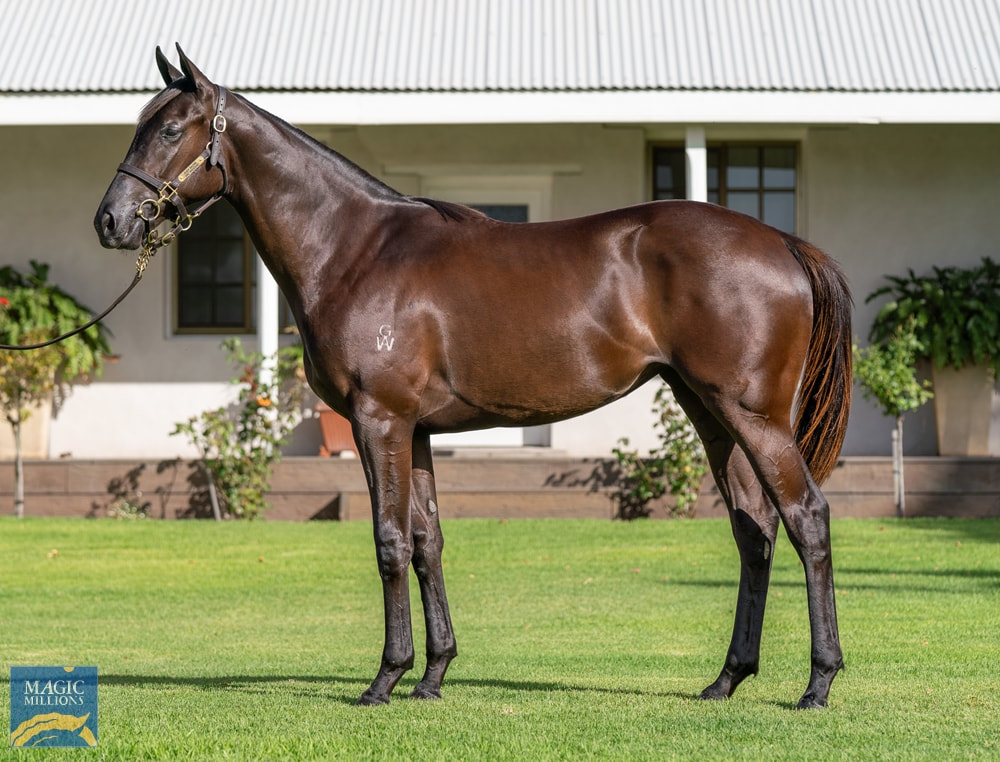 2023 Magic Millions Sale Complete