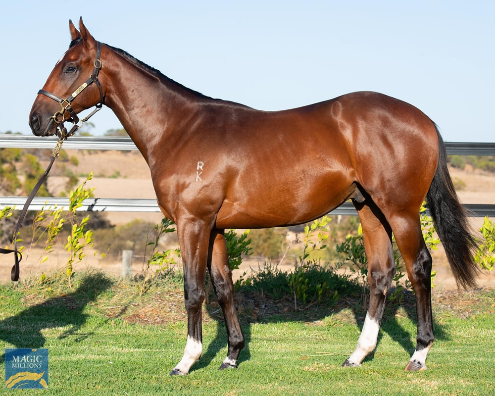 2024 Magic Millions Sale