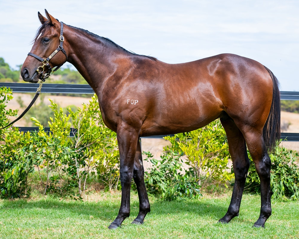 2025 Magic Millions Sale