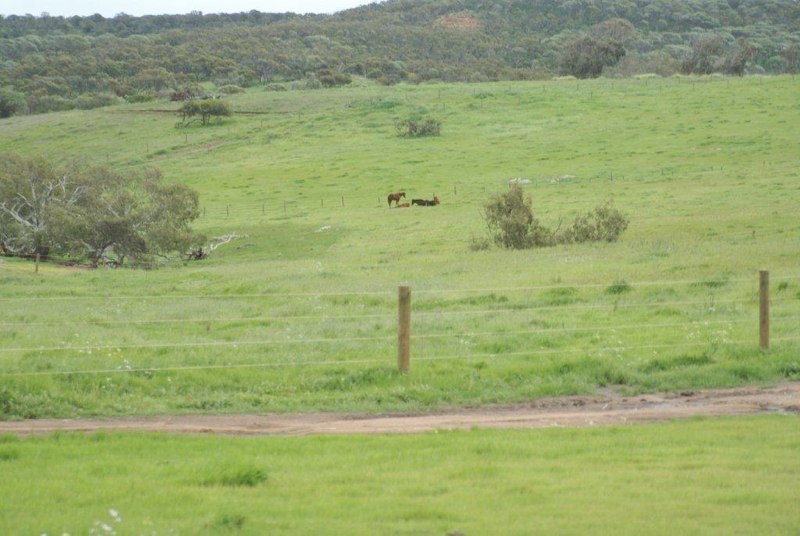 Yanget Farm paddocks at sunrise