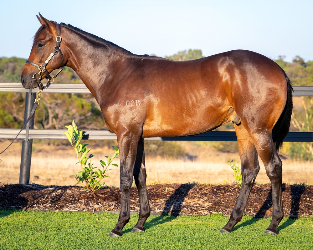 Playing God x Flirtatious yearling